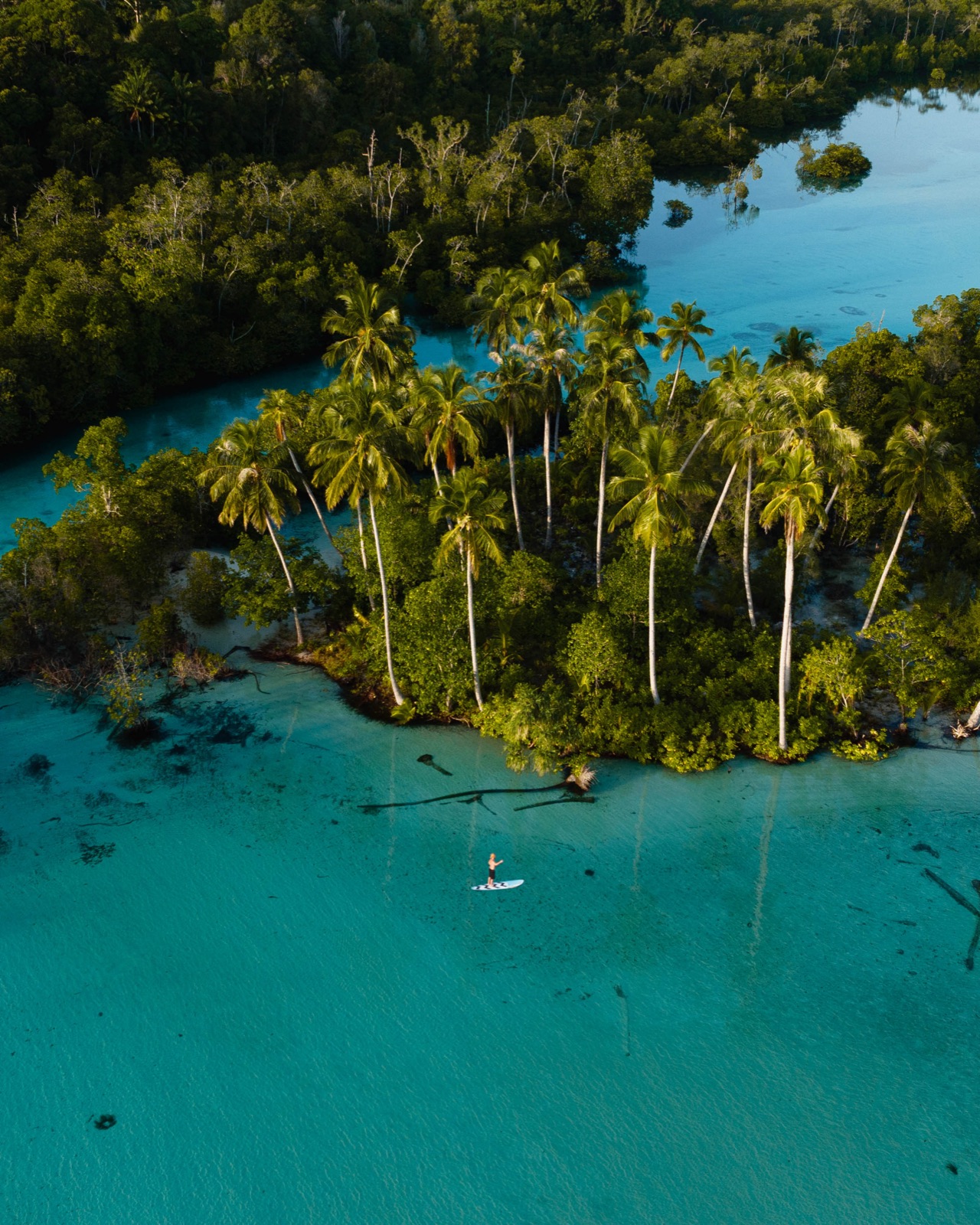 Paddleboarder gliding past a palm-covered island