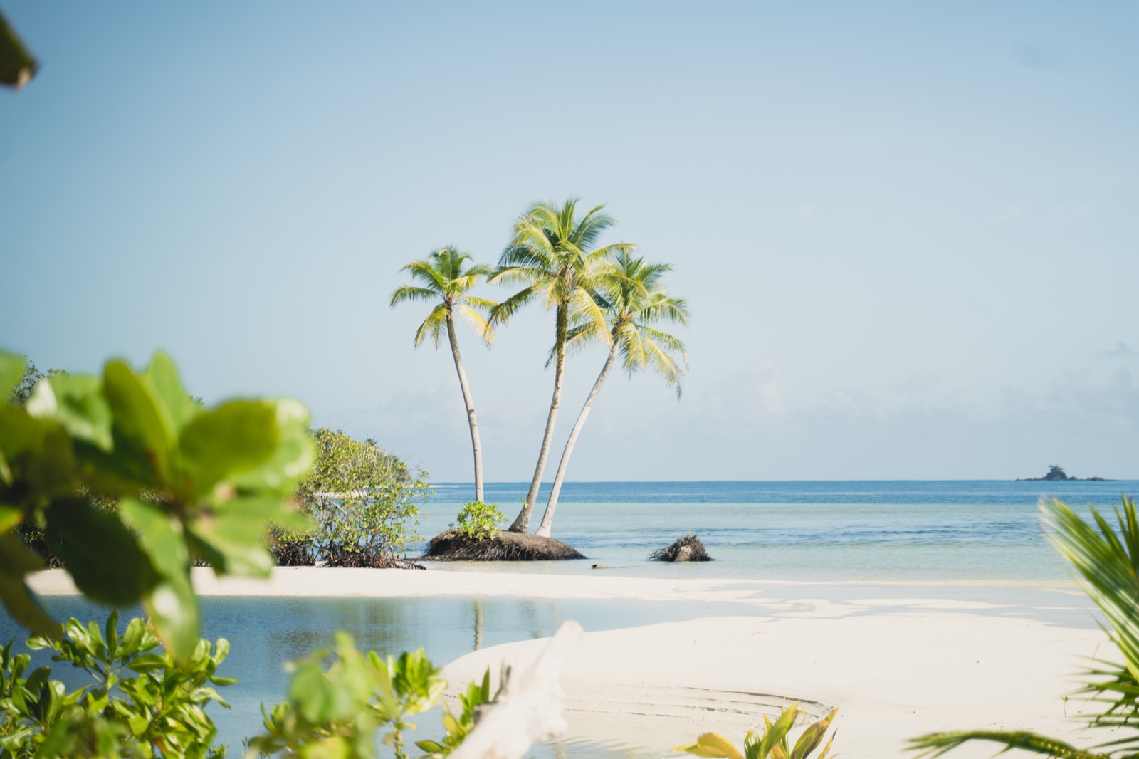 Palms leaning over a quiet white beach in the Mentawai Islands